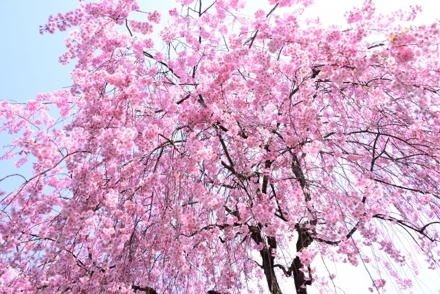 お花見名所 しだれ桜のカーテンに包まれる世羅甲山ふれあいの里 オススメマップ 気になる物 事 話題